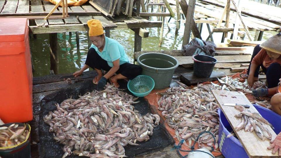 ikan pepija