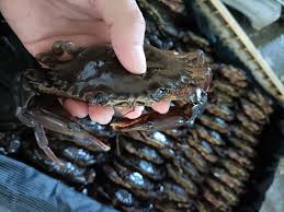 Kepiting Soka